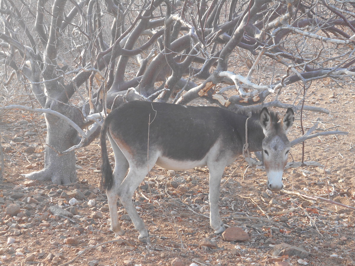 An endemic species (Commiphora multijuga) browsed by a donkey
