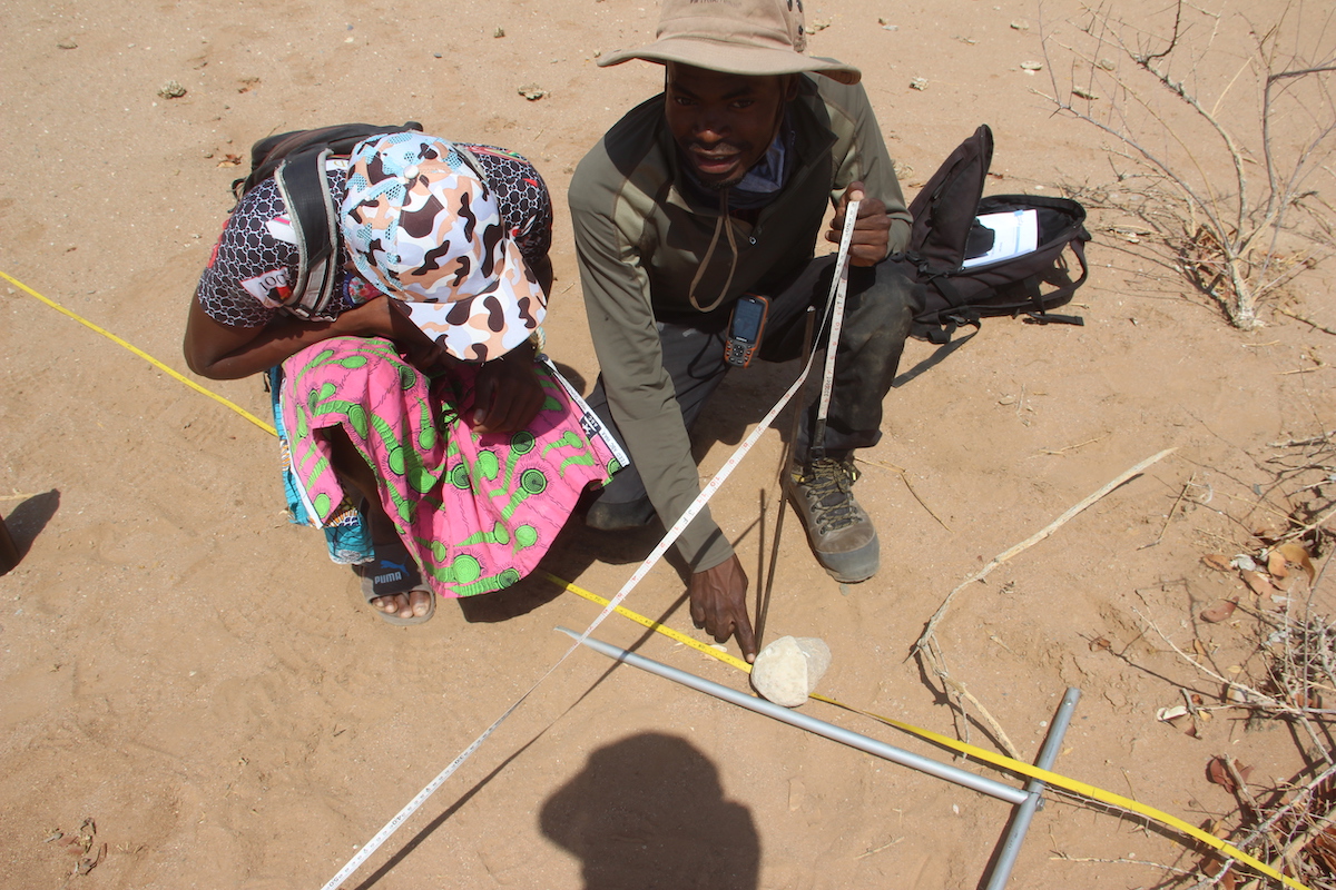 Para ecologist trained how to set up a 10×10m quadrat from the centre point of the plot