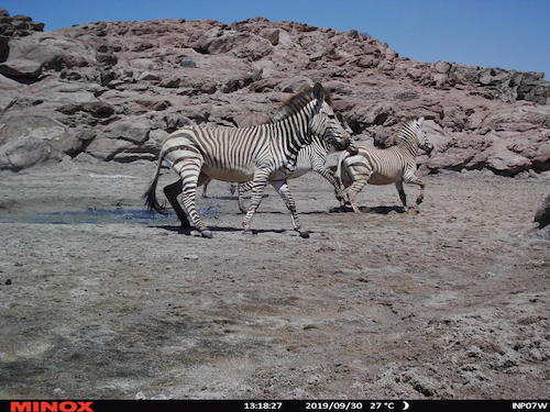  Zebras caught on the one camera trap
