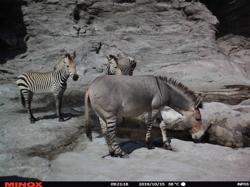 Zonkey caught on the one camera trap