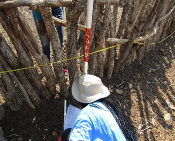 Figure 4. Measuring thickness/visibility and height of a kraal structure