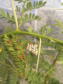 catepillars hatching in SCIONA offices